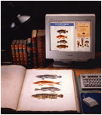 Computer with scans of book picturing fish